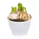 Bild 4 von GARDENLINE Hyazinthen