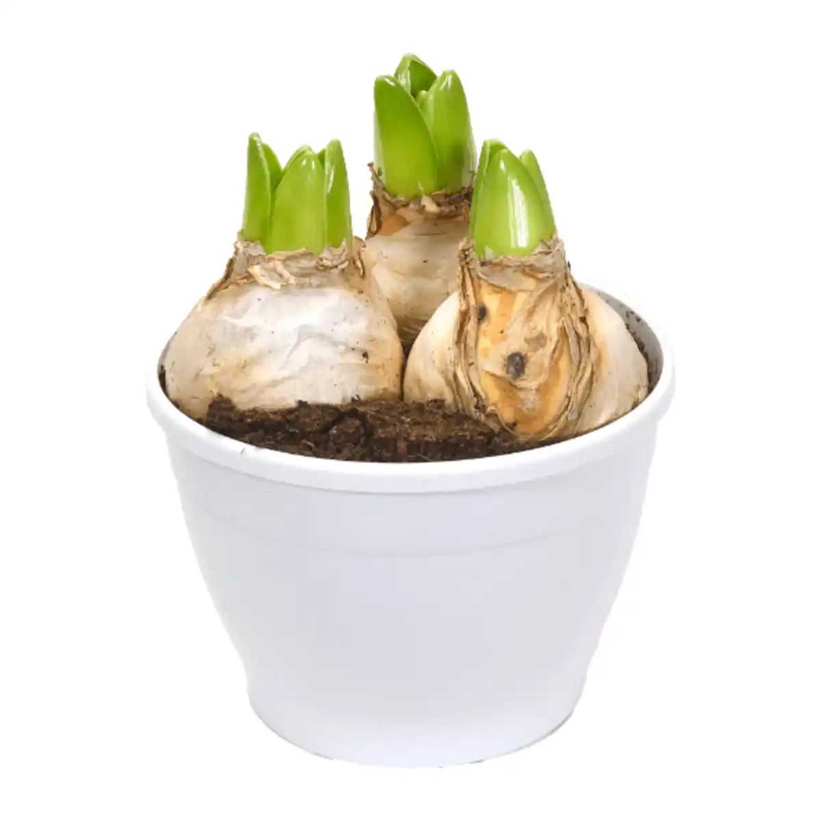 Bild 4 von GARDENLINE Hyazinthen