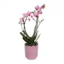 Bild 4 von GARDENLINE Phalaenopsis