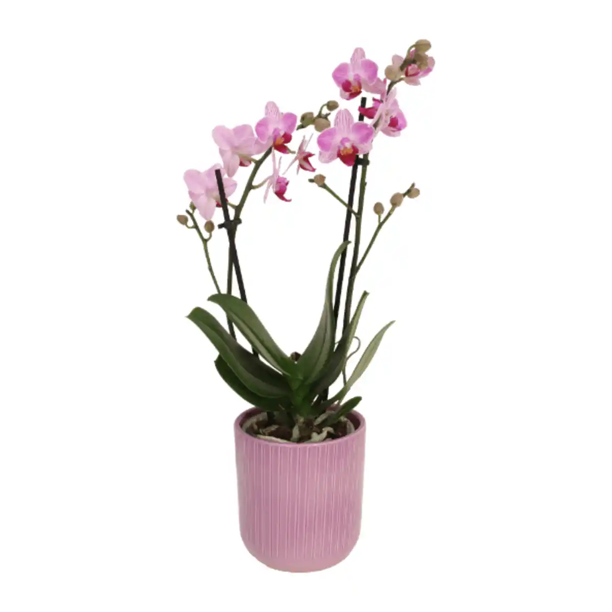 Bild 4 von GARDENLINE Phalaenopsis