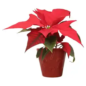 GARDENLINE Mini Poinsettia