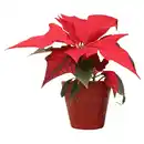 Bild 1 von GARDENLINE Mini Poinsettia