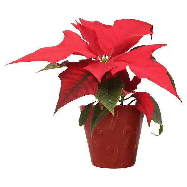 Bild 1 von GARDENLINE Mini Poinsettia