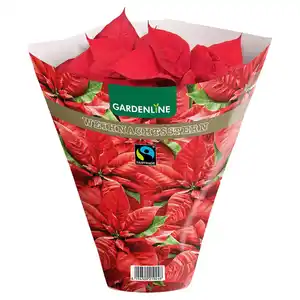 GARDENLINE Fairtrade Poinsettia