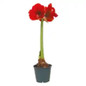 Amaryllis im Topf