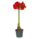 Bild 1 von Amaryllis im Topf
