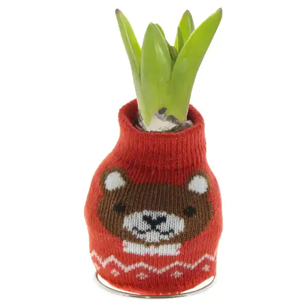 Bild 1 von GARDENLINE Hyazinthe in Socke