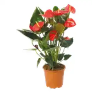 XXL Anthurie „Royal Red“