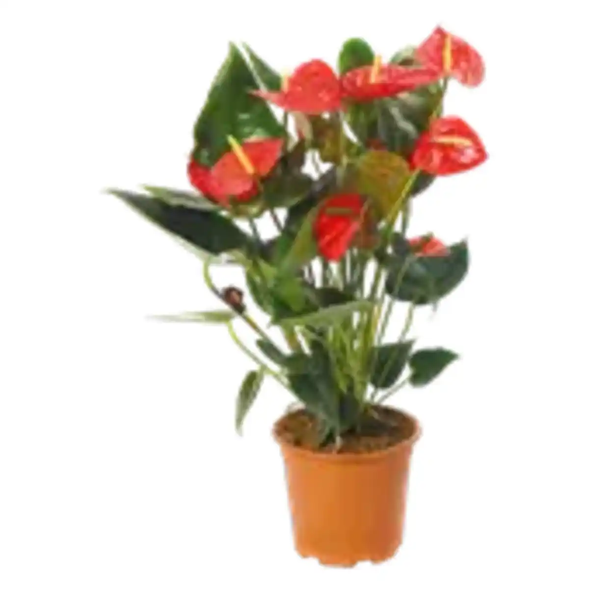 Bild 1 von XXL Anthurie „Royal Red“