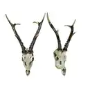 Bild 1 von Geweih, Natur, Kunststoff, Geweih, 23.5x39x24 cm, zum Hängen, Tierfiguren, Dekoration, Skulpturen & Dekoobjekte, Dekotiere