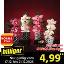 Bild 1 von Orchideengesteck