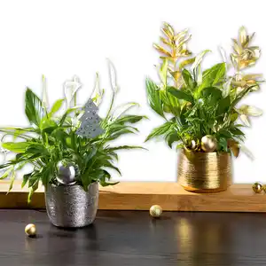 Adventspräsent De Luxe