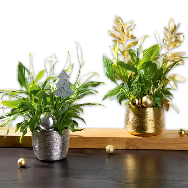 Bild 1 von Adventspräsent De Luxe