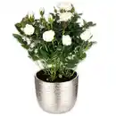 Bild 2 von Großblumige Topfrose XL Blüten