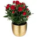 Bild 3 von Großblumige Topfrose XL Blüten