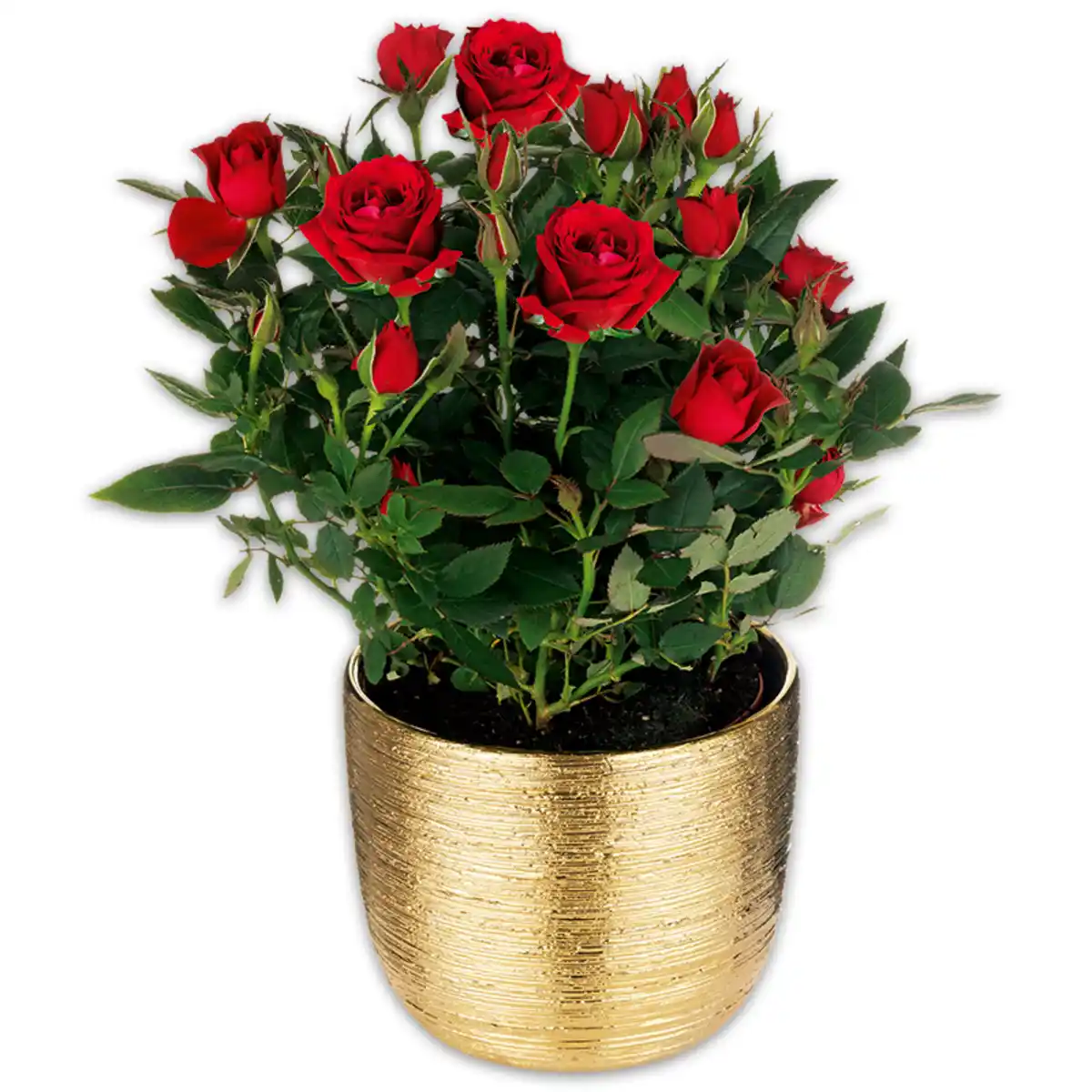 Bild 3 von Großblumige Topfrose XL Blüten