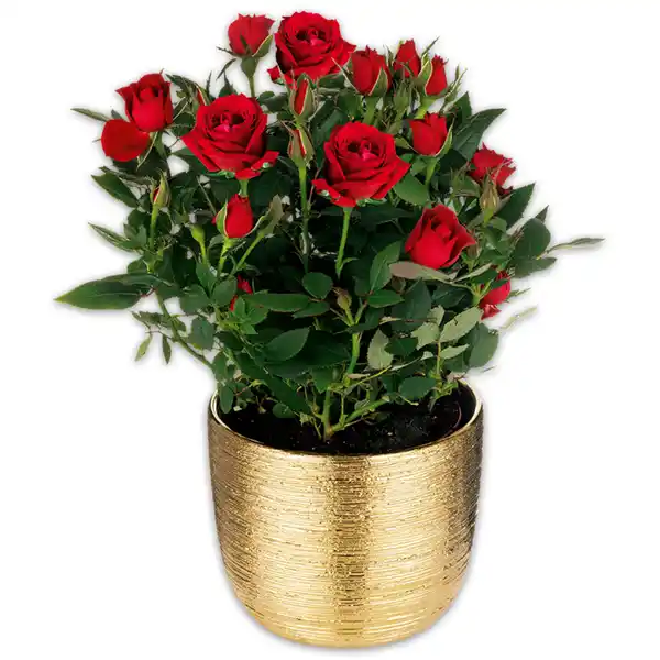 Bild 3 von Großblumige Topfrose XL Blüten