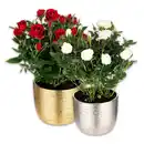 Bild 1 von Großblumige Topfrose XL Blüten