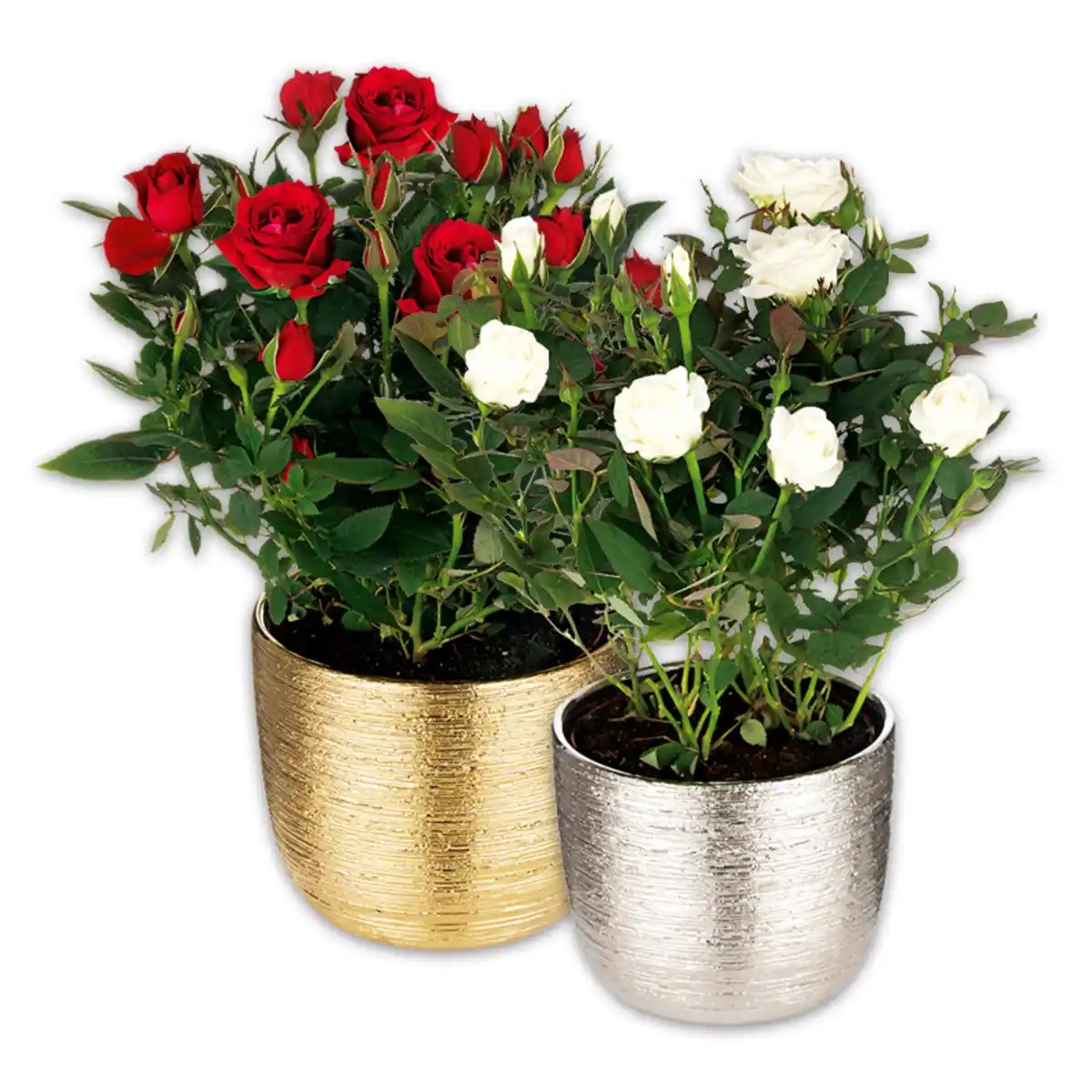 Bild 1 von Großblumige Topfrose XL Blüten