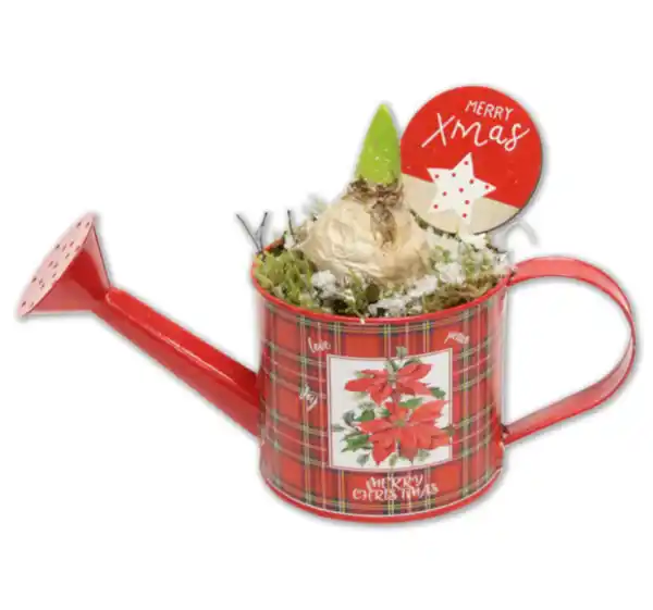 Bild 1 von Bepflanzte Zinkgießkanne*