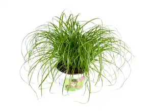 Katzengras Cyperus
