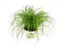 Bild 1 von Katzengras Cyperus