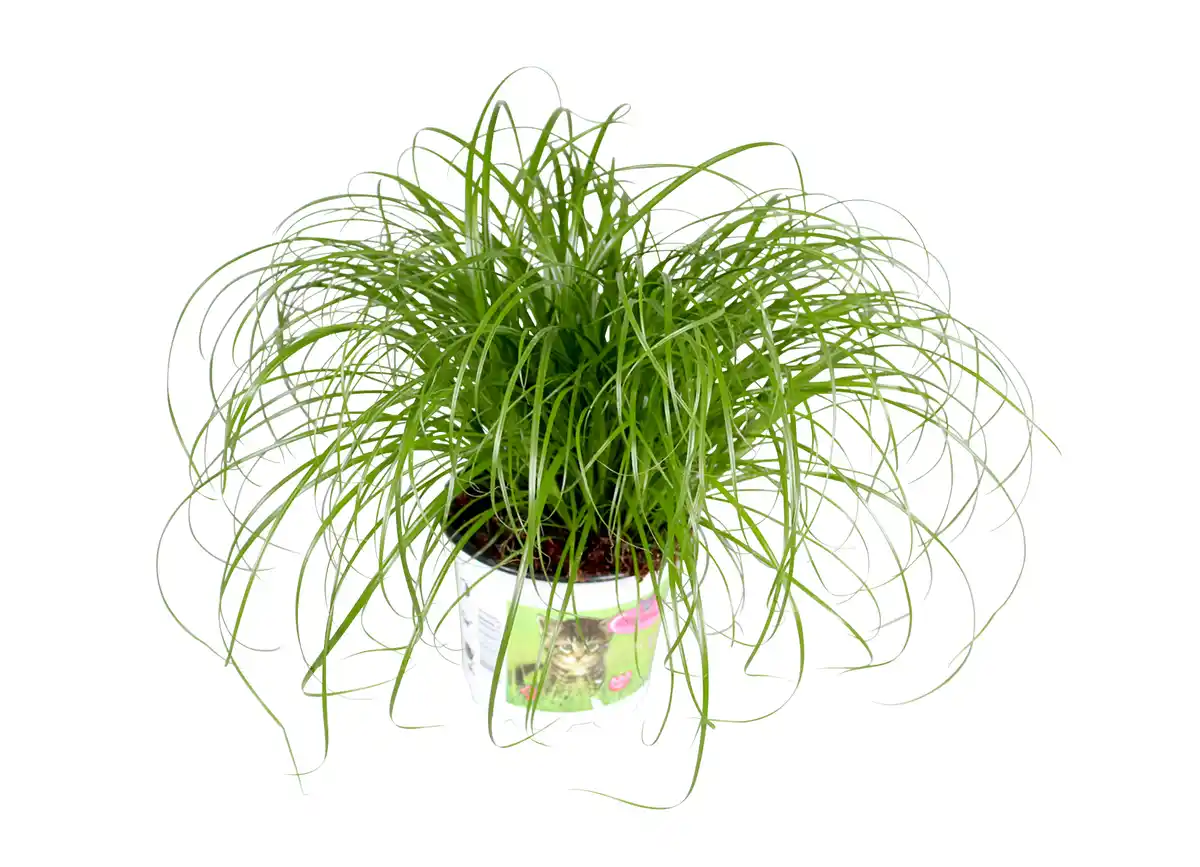Bild 1 von Katzengras Cyperus