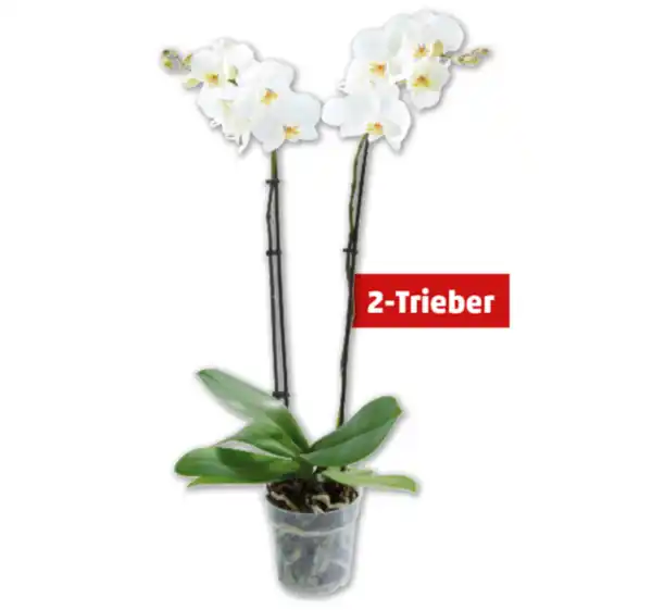 Bild 1 von Schmetterlingsorchidee*