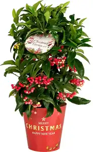 Korallenbeere Ardisie Ardisia Crenata H 40 cm, 14 cm Topf