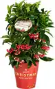 Bild 1 von Korallenbeere Ardisie Ardisia Crenata H 40 cm, 14 cm Topf
