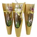 Bild 1 von Phalaenopsis