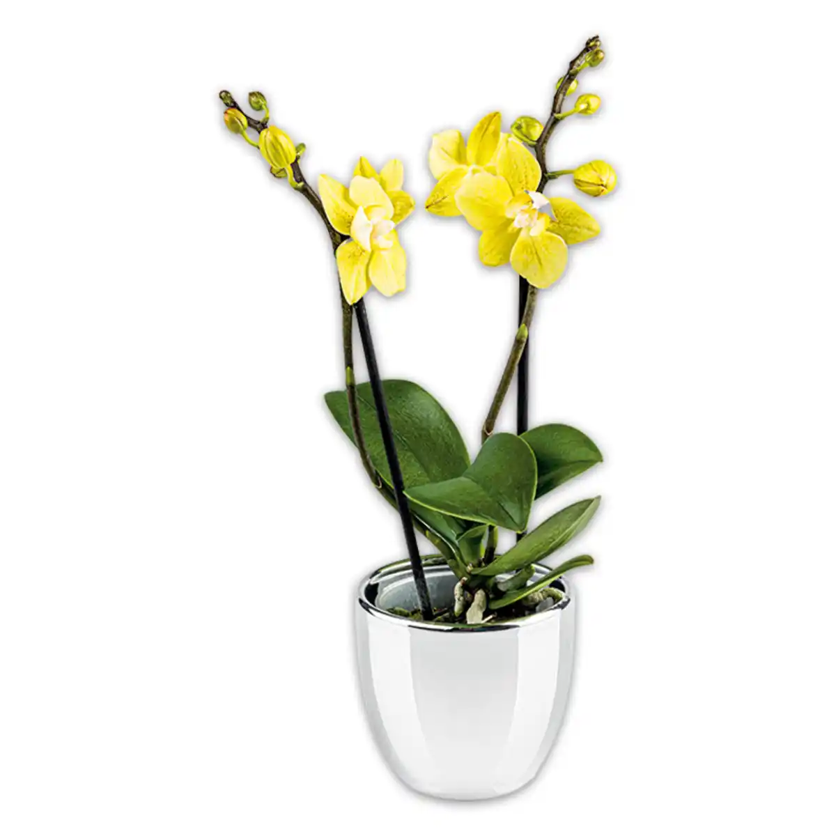 Bild 4 von Mini-Orchidee "Phalaenopsis"