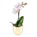 Bild 2 von Mini-Orchidee "Phalaenopsis"