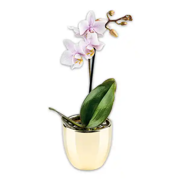 Bild 2 von Mini-Orchidee "Phalaenopsis"