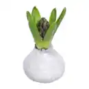 Bild 2 von GARDENLINE Hyazinthe, gewachst