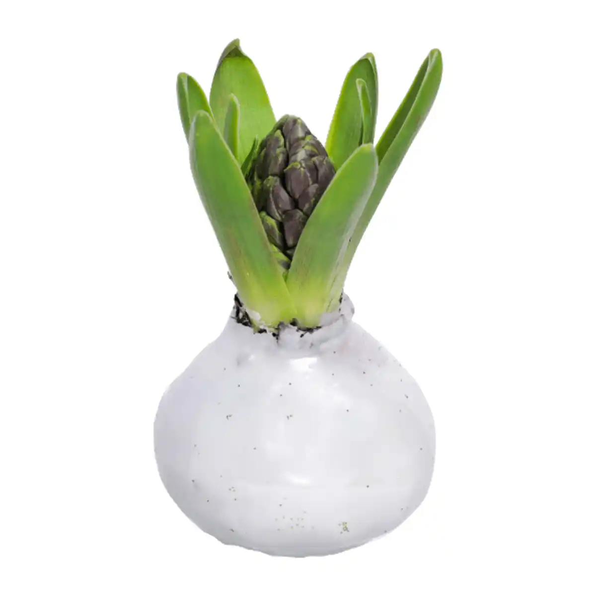 Bild 2 von GARDENLINE Hyazinthe, gewachst