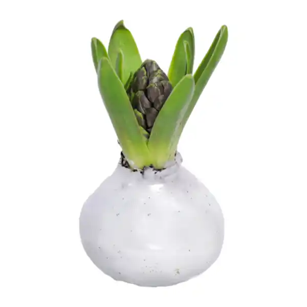 Bild 2 von GARDENLINE Hyazinthe, gewachst