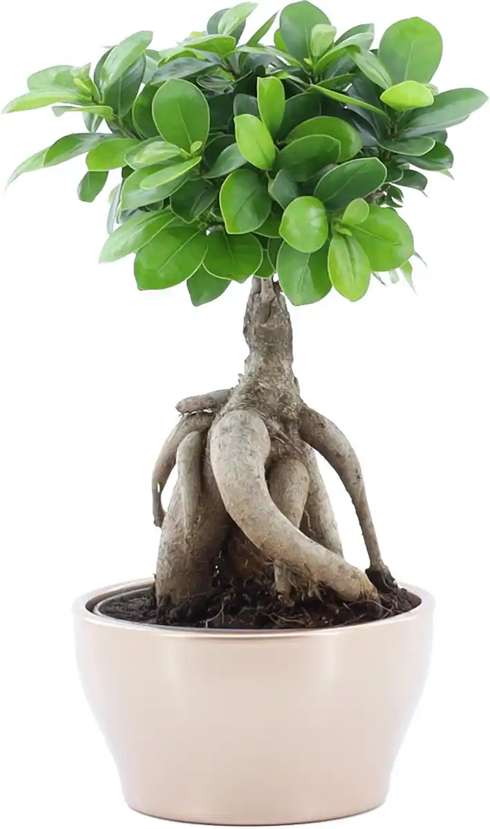Bild 1 von Ficus Ginseng Bonsai H 30 cm, inkl. 16 cm Keramiktopf