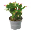 Bild 1 von Schlumbergera „Weihnachtskaktus“