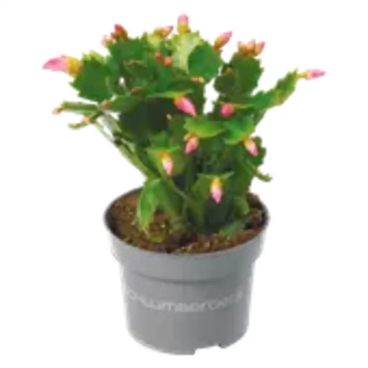 Bild 1 von Schlumbergera „Weihnachtskaktus“