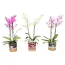 Bild 1 von Orchidee Phalaenopsis H 45 cm, inkl. 12 cm Glasübertopf