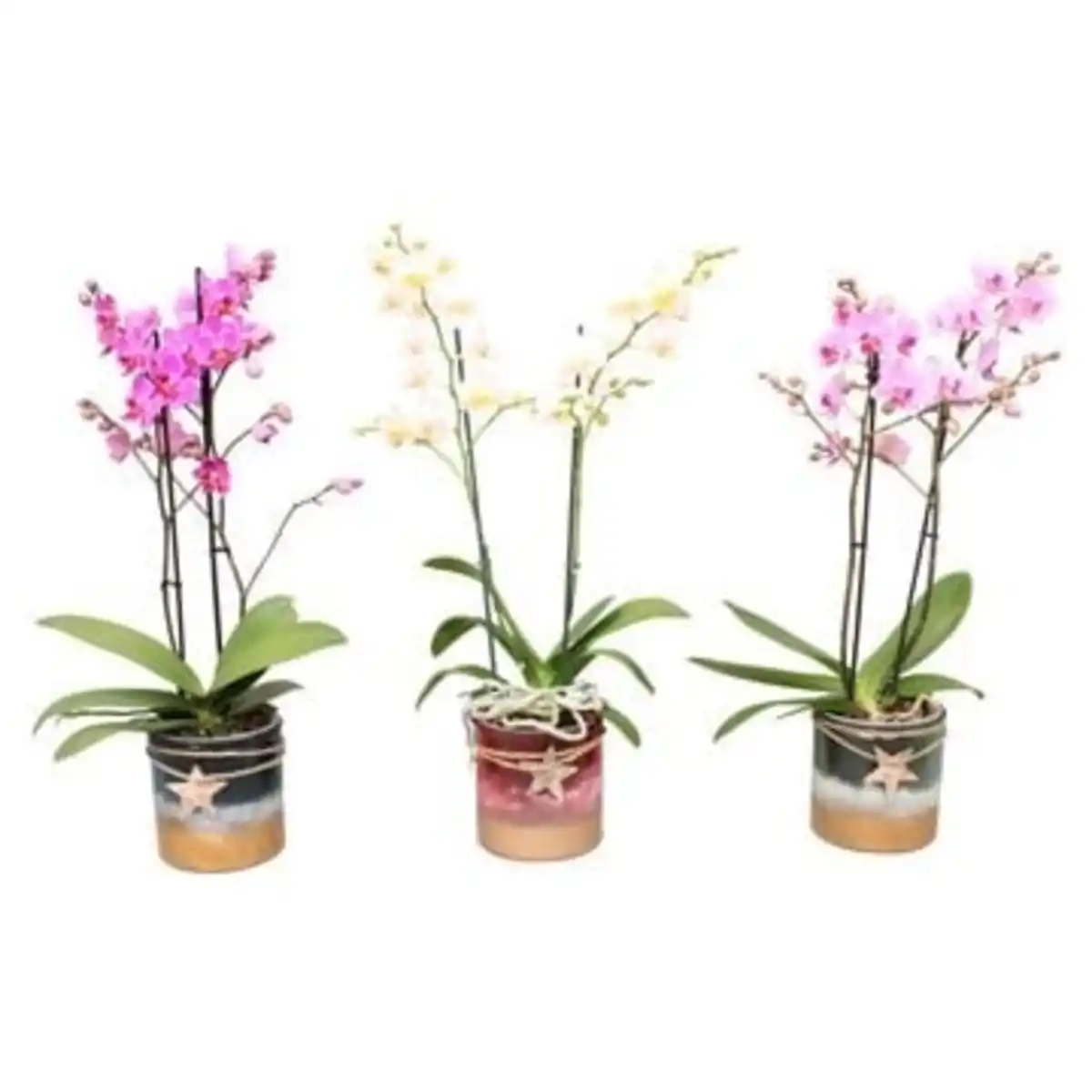 Bild 1 von Orchidee Phalaenopsis H 45 cm, inkl. 12 cm Glasübertopf