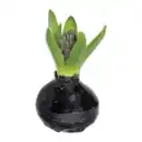 Bild 3 von GARDENLINE Hyazinthe, gewachst