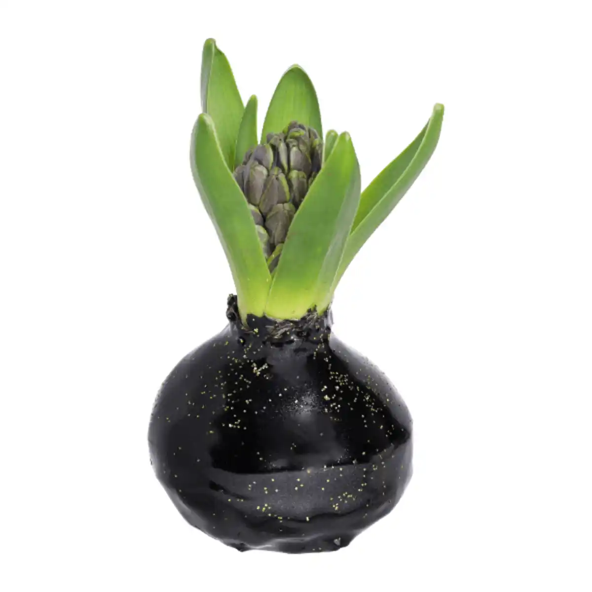 Bild 3 von GARDENLINE Hyazinthe, gewachst