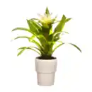 Bild 4 von GARDENLINE Bromelie