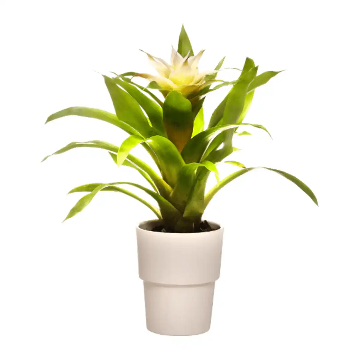 Bild 4 von GARDENLINE Bromelie