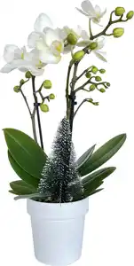 Orchidee Phalaenopsis H 25 cm, inkl. 7 cm Kreamikübertopf