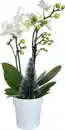 Bild 1 von Orchidee Phalaenopsis H 25 cm, inkl. 7 cm Kreamikübertopf