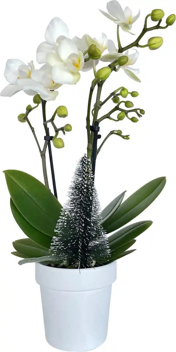 Bild 1 von Orchidee Phalaenopsis H 25 cm, inkl. 7 cm Kreamikübertopf