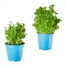 Bild 1 von BIO Kräutertopf